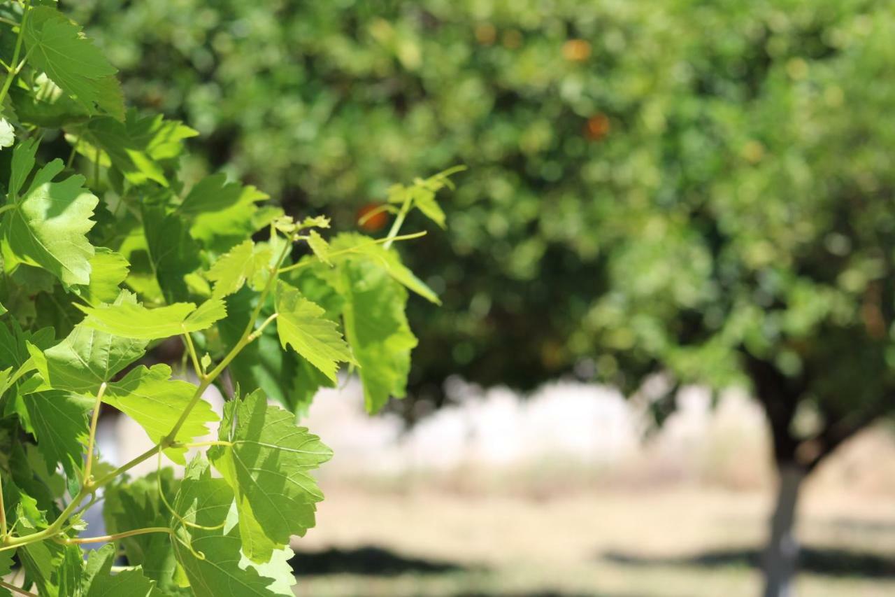 فيلا Orange Garden آيجيون المظهر الخارجي الصورة